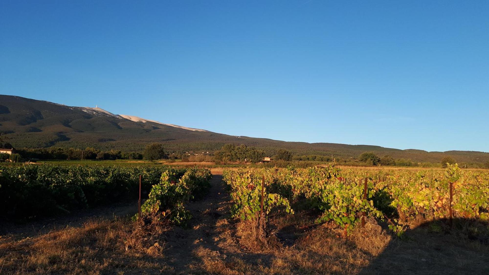 La Carriera, Petite Maison Sud Ventoux, Au Charme Provencal Bédoin Eksteriør bilde